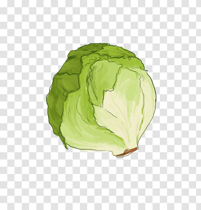 Leaf Vegetable Cabbage Lettuce Transparent PNG