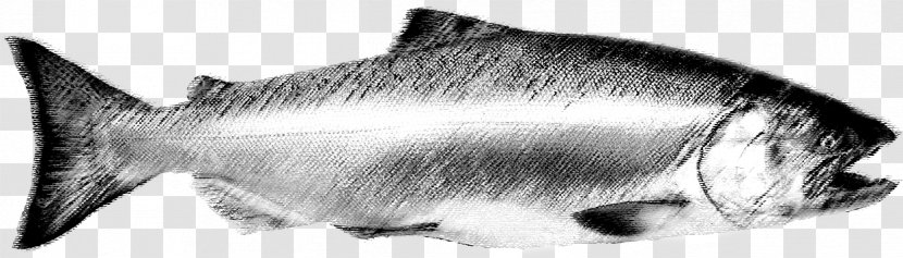 Whiskers Cat Dog Canidae Sketch - Artwork - King Salmon Transparent PNG