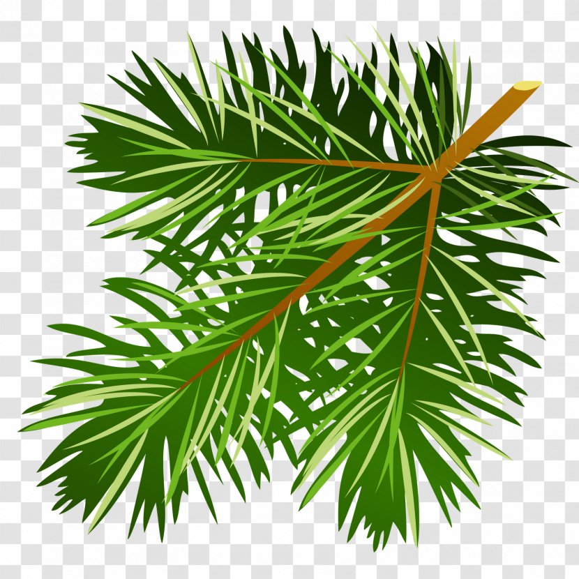 Clip Art Pine Illustration Image - Family - Tree Transparent PNG