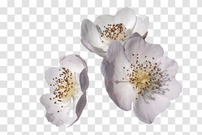 Pear Blossom - Cherry - White Prickly Flower Transparent PNG