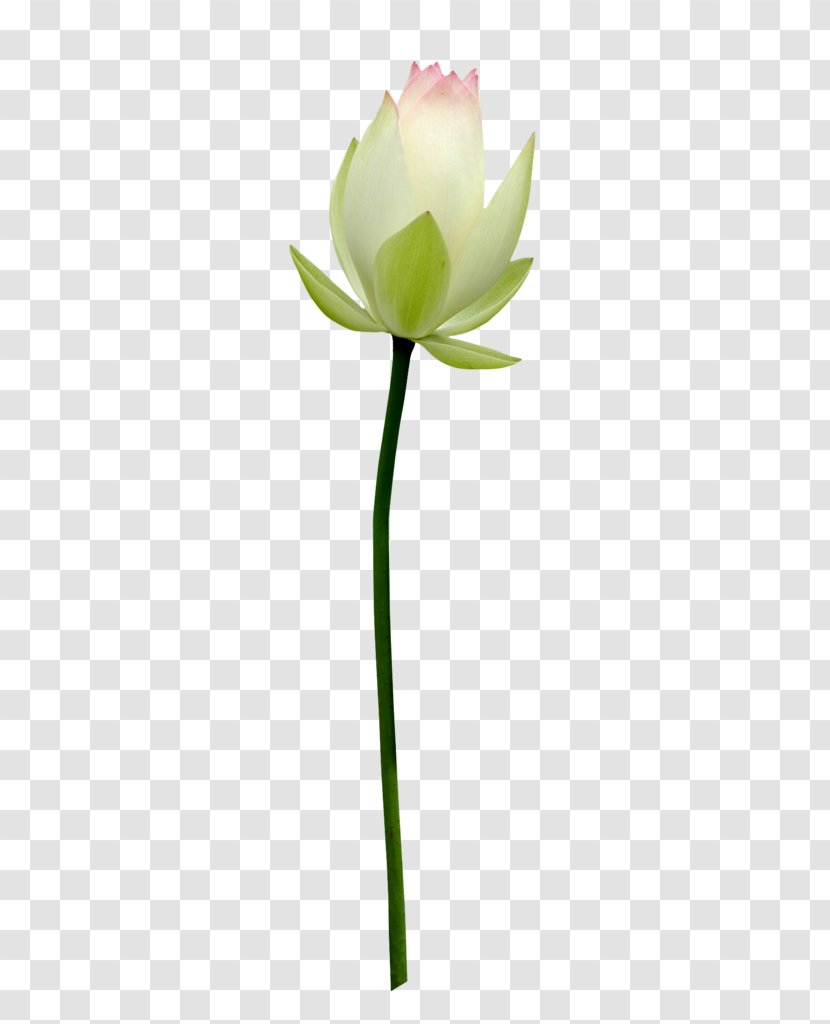 Sacred Lotus Image Stock.xchng Photography - Bud - Flower Transparent PNG