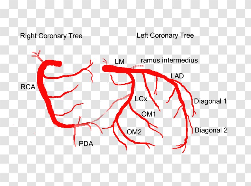 Left Coronary Artery Arteries Anterior Descending Circulation - Watercolor - Heart Transparent PNG