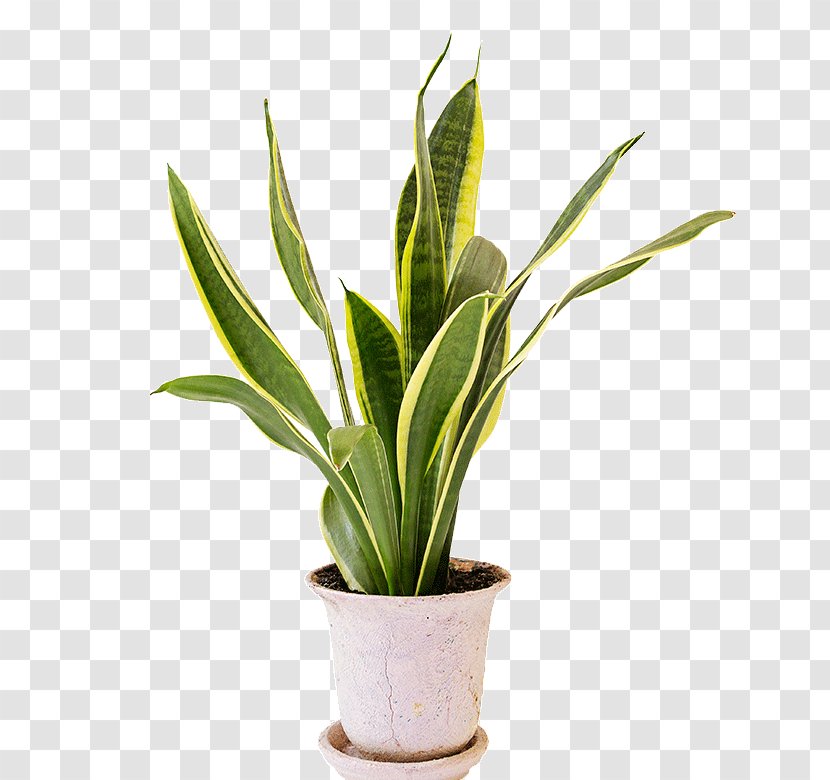 Viper's Bowstring Hemp Houseplant Hechtia Stock Photography - Flowerpot - Plant Transparent PNG