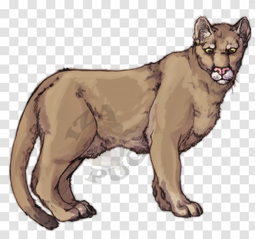 Cougar Whiskers Cat Felidae Loki - Big Cats Transparent PNG