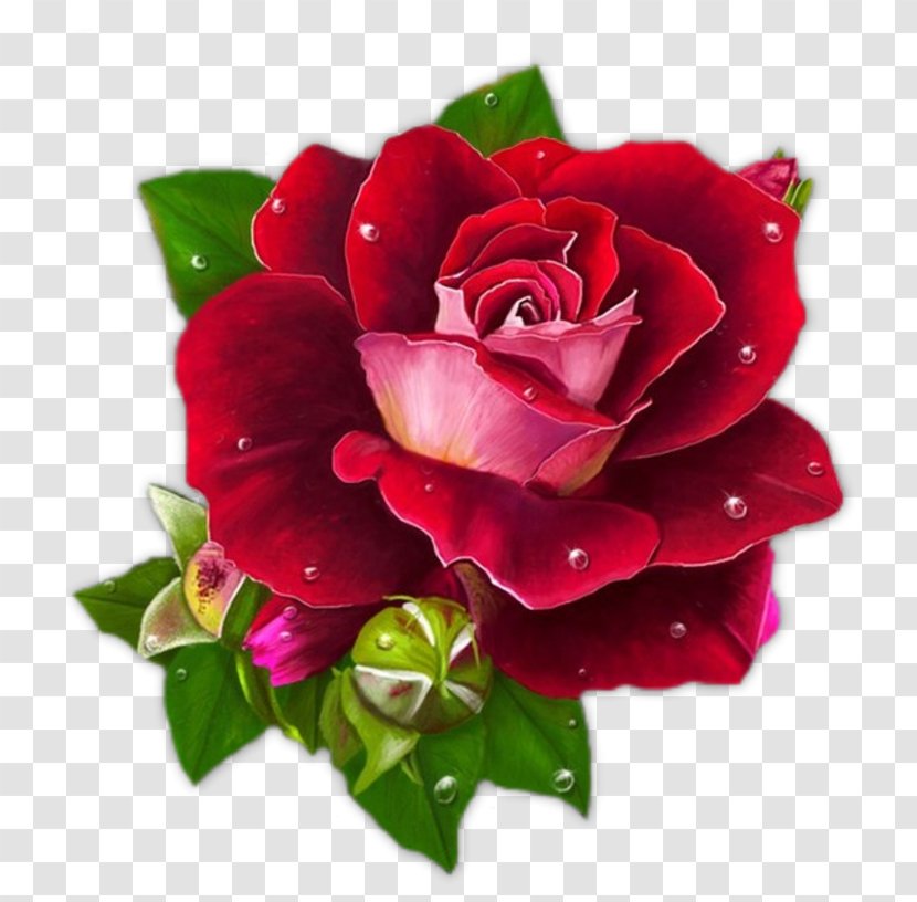 Rose Graphic Design Morning Clip Art - Cut Flowers - Burgundy Transparent PNG