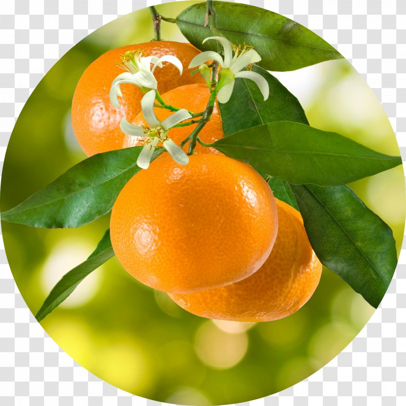 Tangerine Mandarin Orange Stock Photography Clementine - Water - Essential Oil Transparent PNG