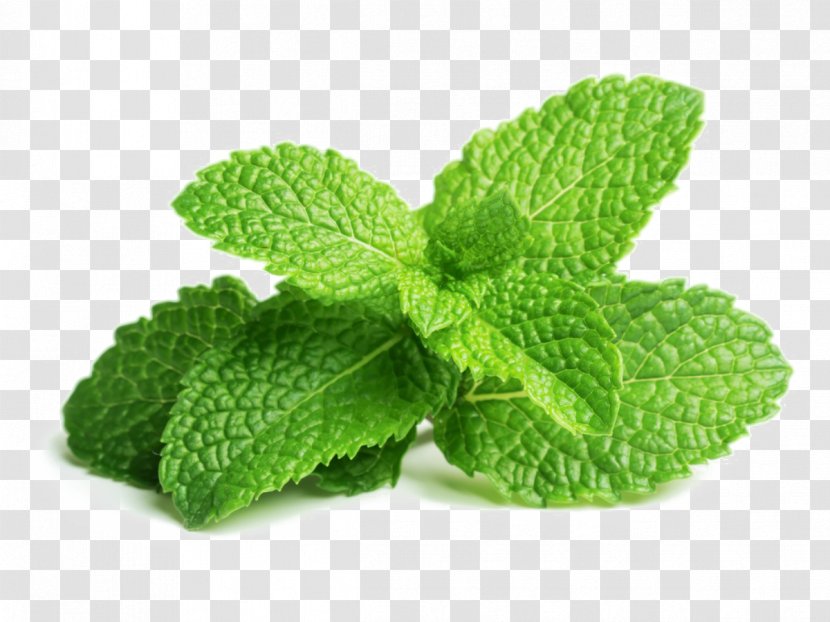 Peppermint Mentha Spicata Herb Mojito Leaf - Vegetable Transparent PNG