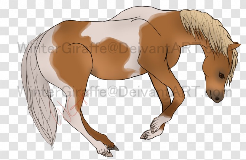 Foal Mane Stallion Halter Mare - Mustang Transparent PNG