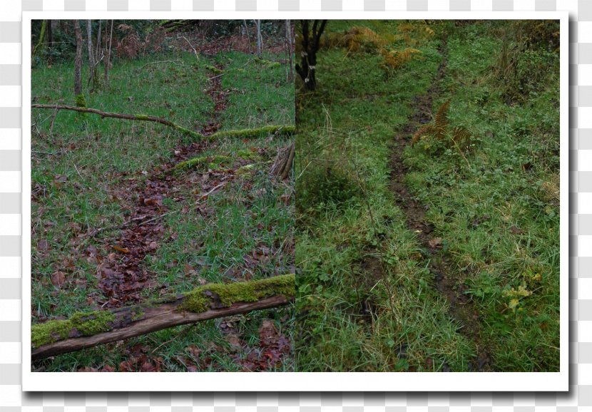Vegetation Biome Shrubland Old World Badgers Trunk - Woodland - Griffure Transparent PNG