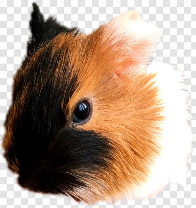 Hamster Background - Ear - Tail Fawn Transparent PNG