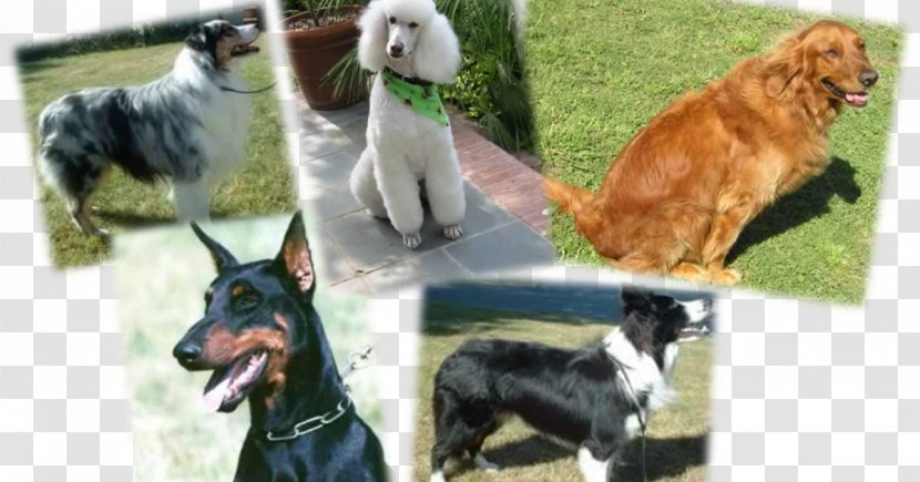 Dog Breed Border Collie Australian Shepherd Rough Obedience Trial - Cafepress - Golden Retriever Mix Transparent PNG