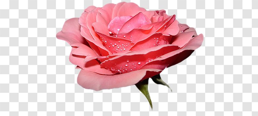 Rose Flower Butterfly - Animated Film Transparent PNG