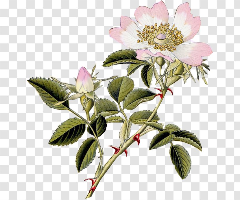 Dog-rose Rosa Carolina Rubiginosa Field Rose Hip - Shrub - White Roses Transparent PNG