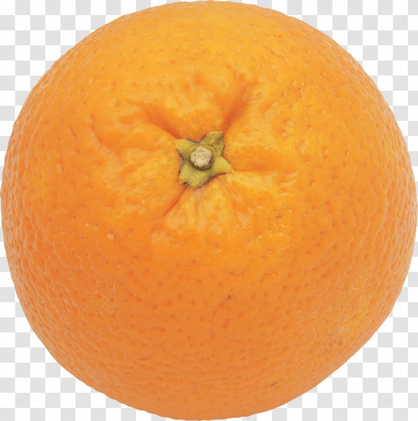 Mandarin Orange Clementine Tangelo Grapefruit Tangerine Transparent PNG