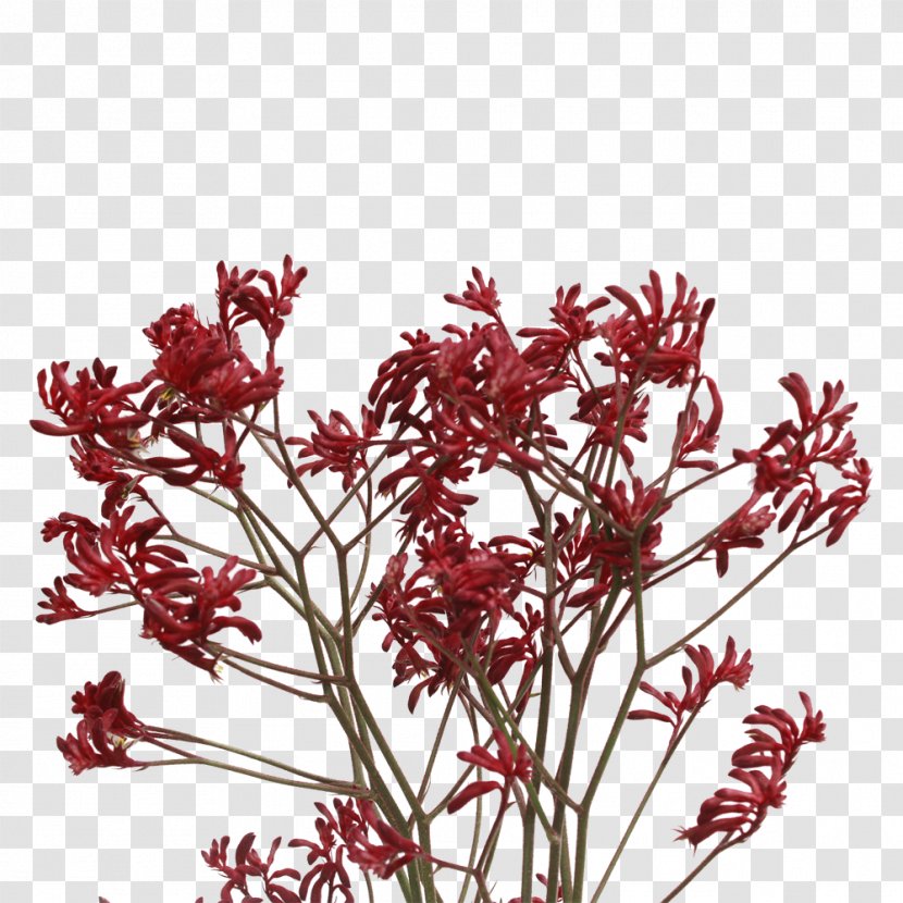 Kangaroo Paw Plant Stem Tree Twig - Stems Transparent PNG