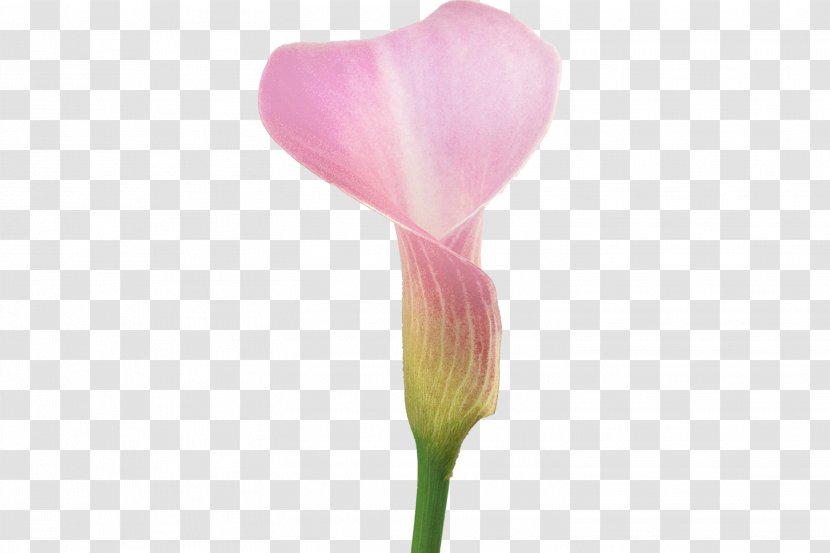 Cut Flowers Petal Plant Stem - Callalily Transparent PNG