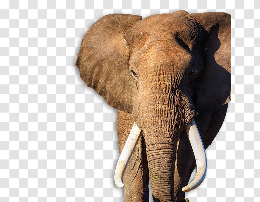 African Bush Elephant Addo National Park Indian Desktop Wallpaper - Black And White Transparent PNG