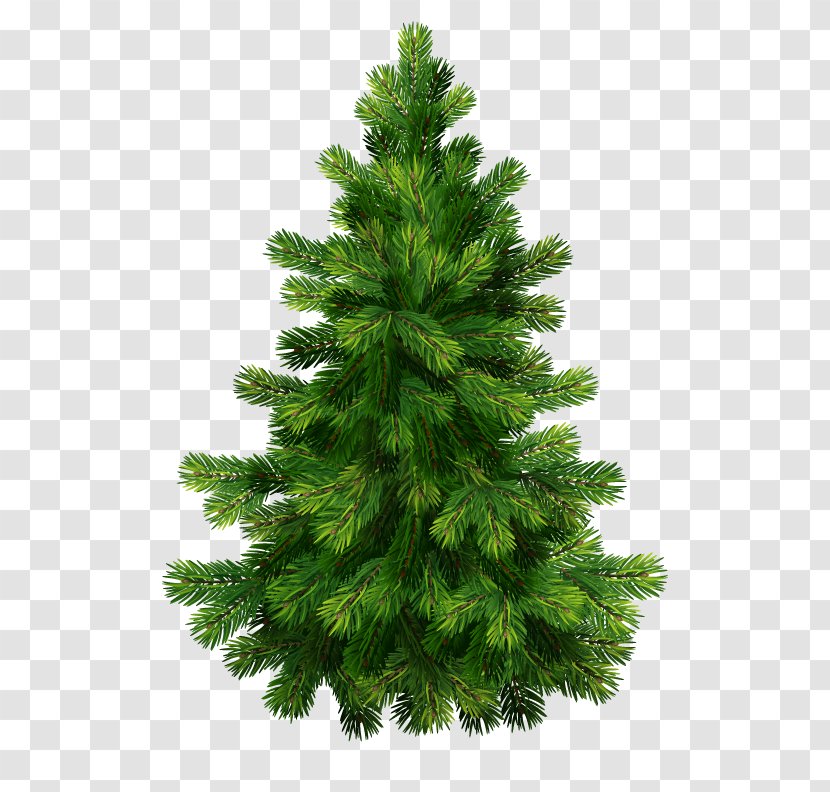 Vector Graphics Fir Christmas Tree Day Royalty-free - Leaf Transparent PNG