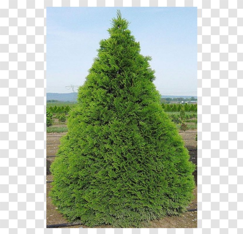 Spruce Pine Larch Arborvitae Fir - Family - Thuja Transparent PNG