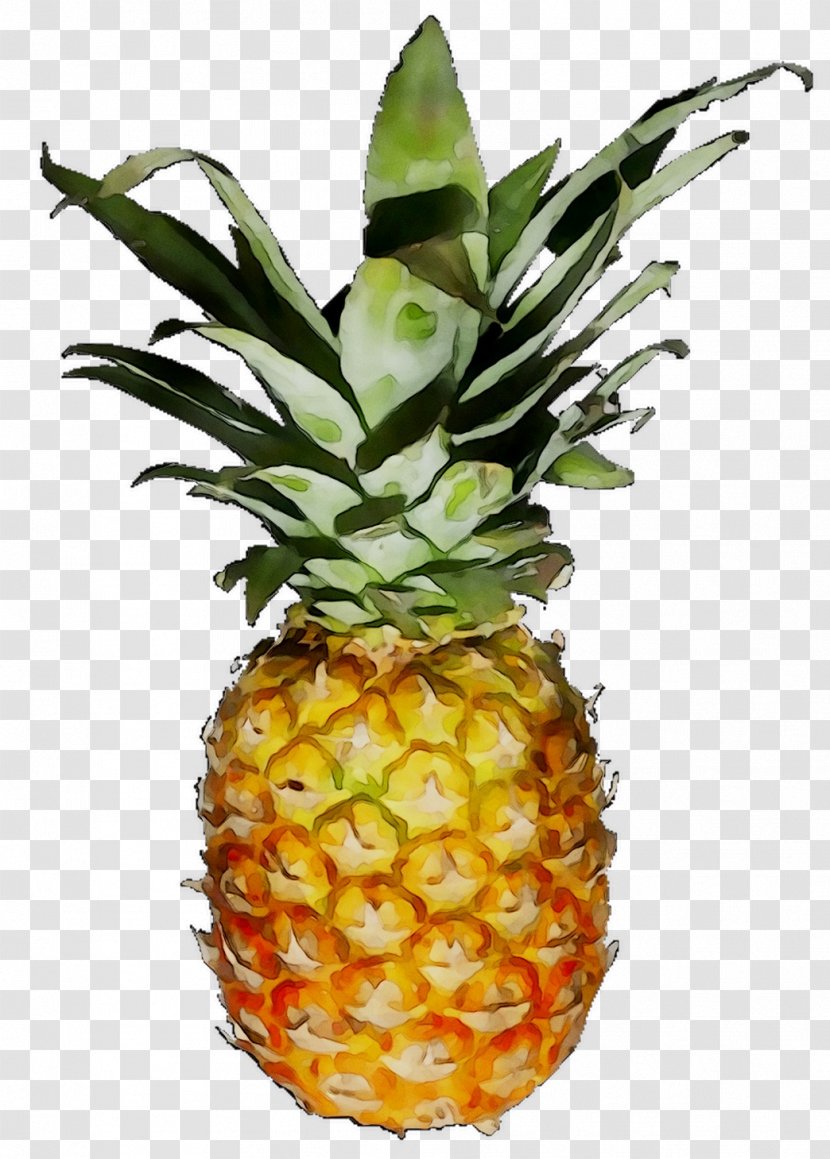 Pineapple - Flowering Plant Transparent PNG