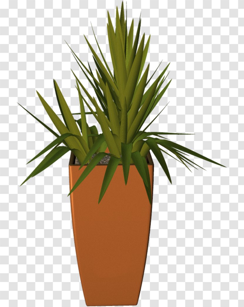 Flowerpot Plant Arecaceae - Agave Transparent PNG