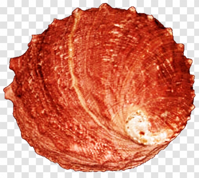 Animal Source Foods - Food - SEA SHELL Transparent PNG
