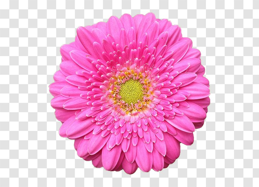 Transvaal Daisy YouTube Flower Clip Art - Annual Plant - Youtube Transparent PNG