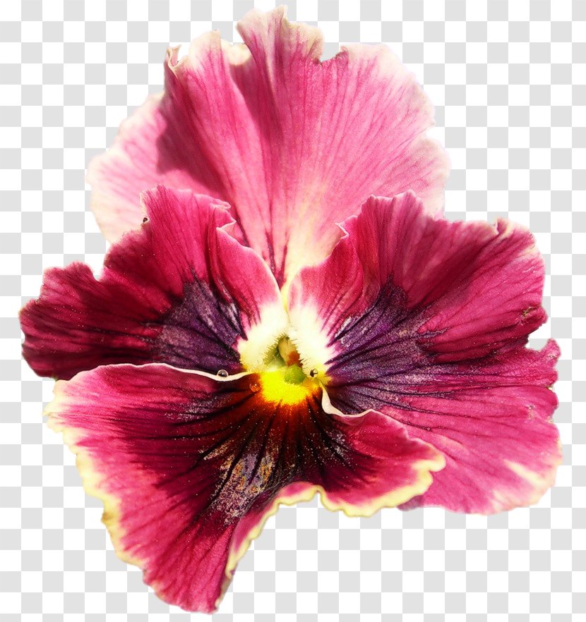 Pansy Hibiscus Magenta Annual Plant - Petal Transparent PNG