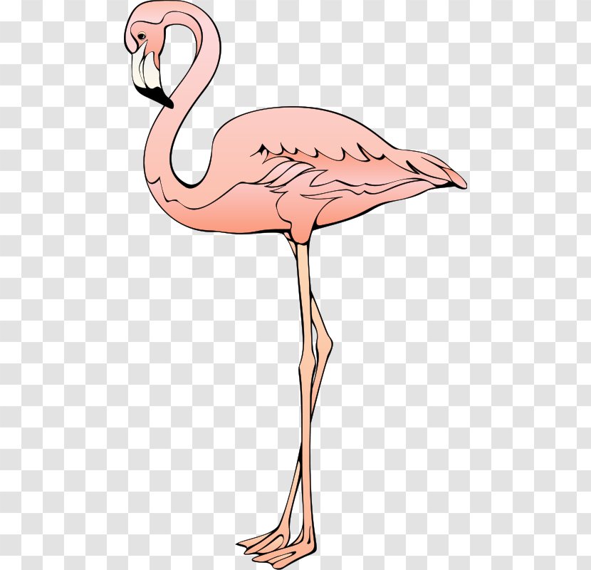 Plastic Flamingo Blog Clip Art - Vertebrate - Ostrich Transparent PNG