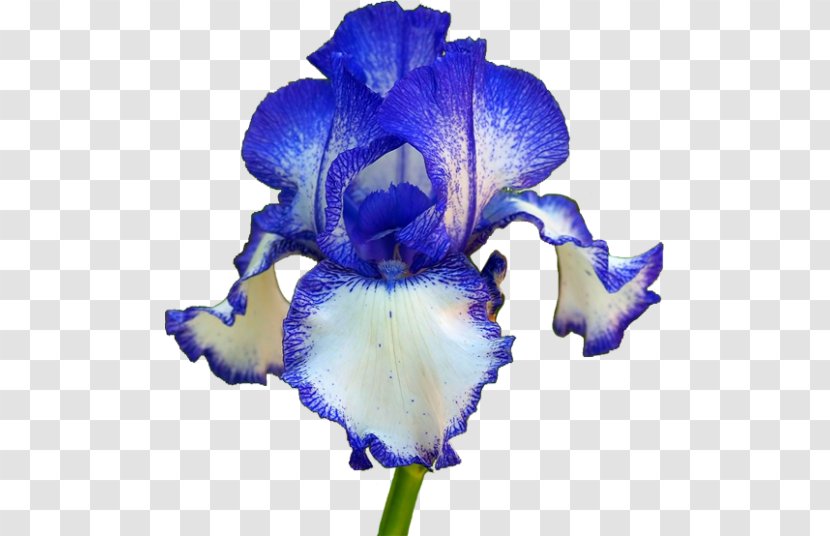Orris Root Flower Iris Croatica Sweet - Water Lily Transparent PNG