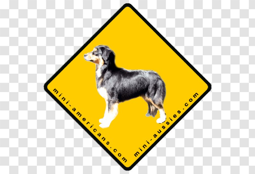 Dog Breed Miniature American Shepherd Circus Australian Carpa Transparent PNG