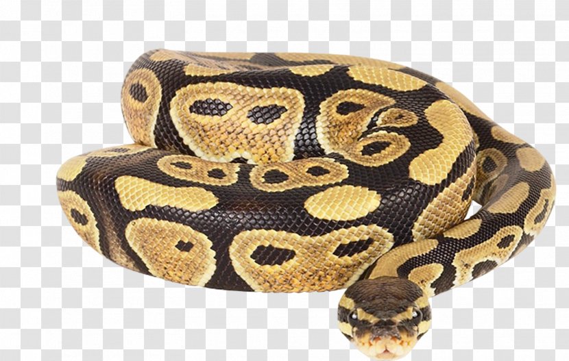 Dwarf Burmese Python Ball Reticulated African Rock Snake - Anaconda Transparent PNG