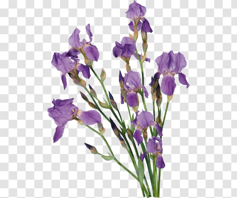 Irises Flower Clip Art Transparent PNG