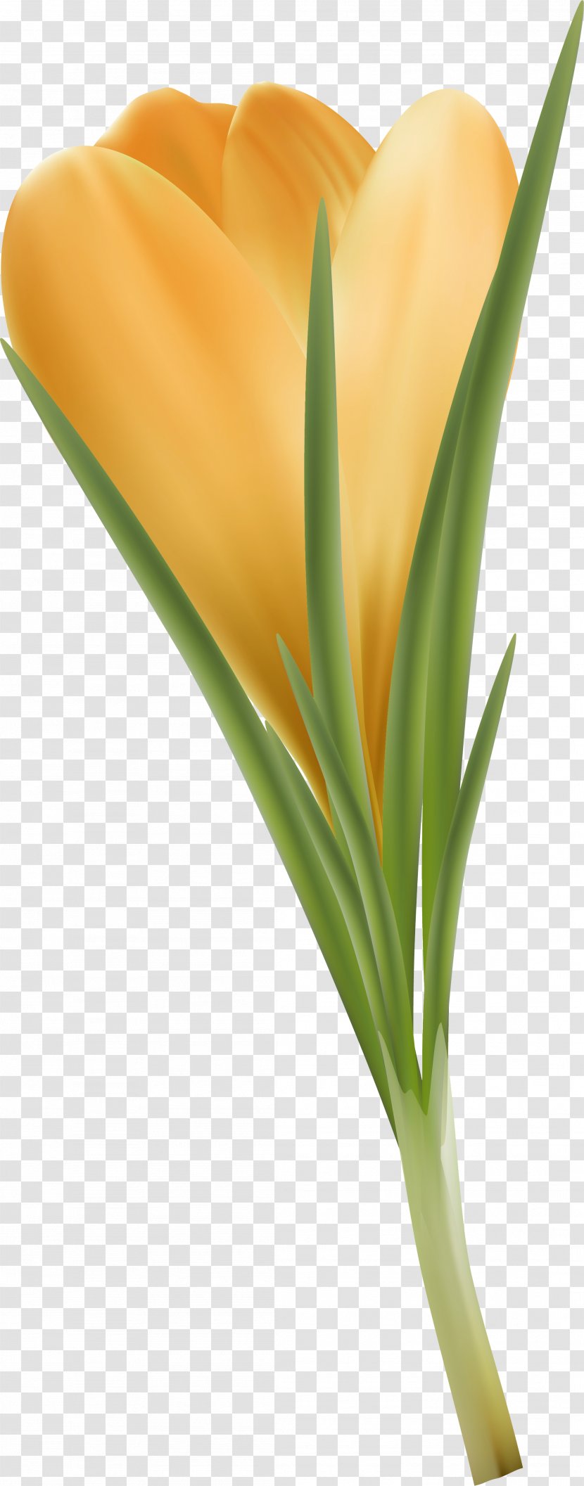 Cut Flowers Plant Stem Petal Lilium - Crocus Transparent PNG