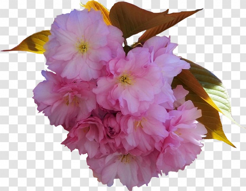 Cut Flowers Floral Design Petal - Yandex - Rose Transparent PNG
