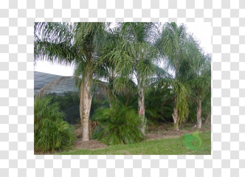 Asian Palmyra Palm Queen Syagrus Coronata Arecaceae Tree - Chionanthus Retusus Transparent PNG