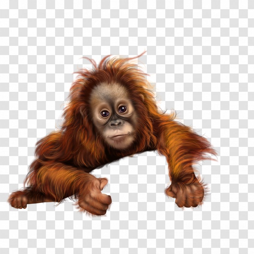 Orangutan Monkey Baboons - Fur Transparent PNG