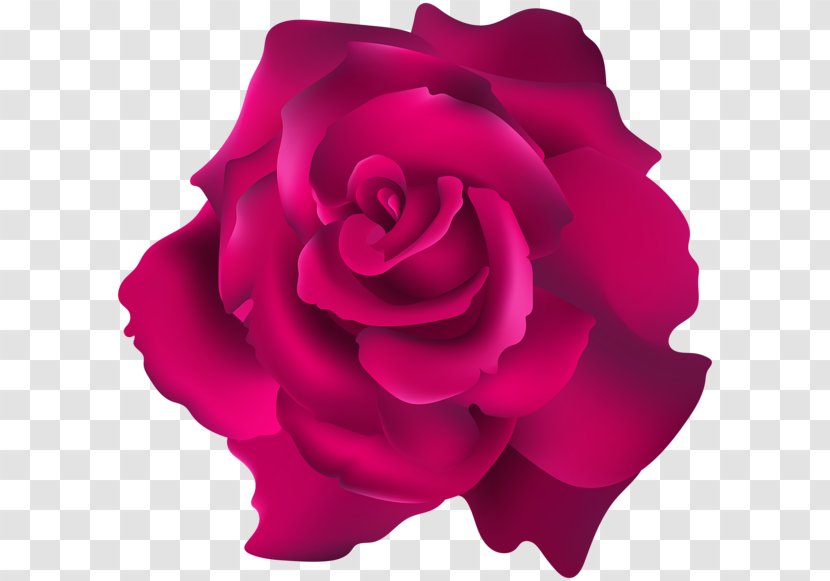 Garden Roses Floribunda Cabbage Rose Clip Art - Red - Cuir Pleine Fleur Transparent PNG