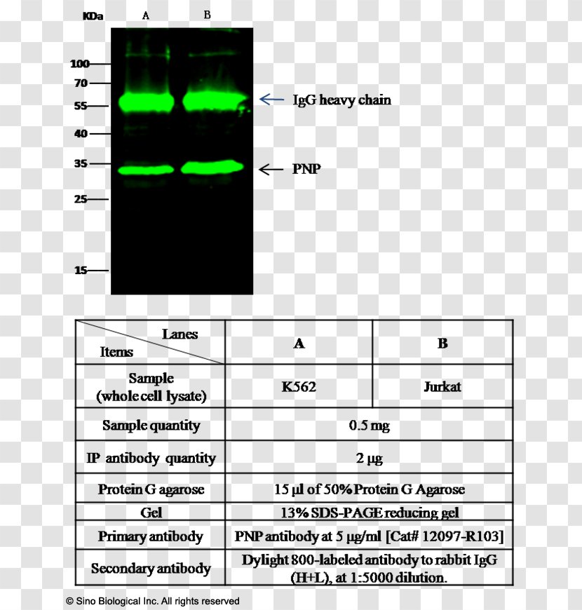 Screenshot Line Point Angle - Diagram Transparent PNG