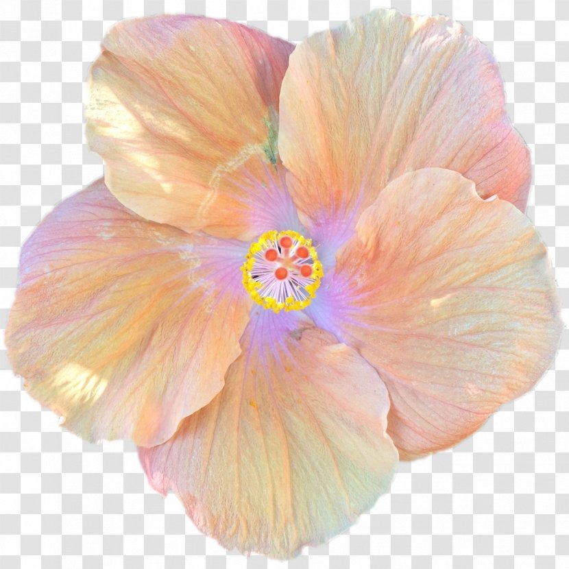 Orange - Flowering Plant - Mallow Family Transparent PNG