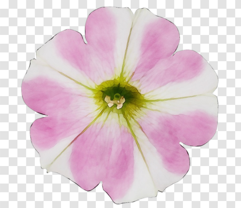 Flower Petal Pink Plant Petunia Transparent PNG