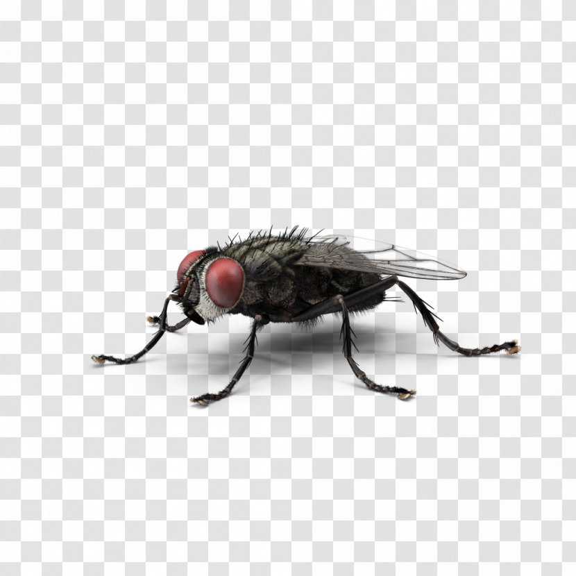 Housefly Insect Green Bottle Fly Blow Flies Transparent PNG