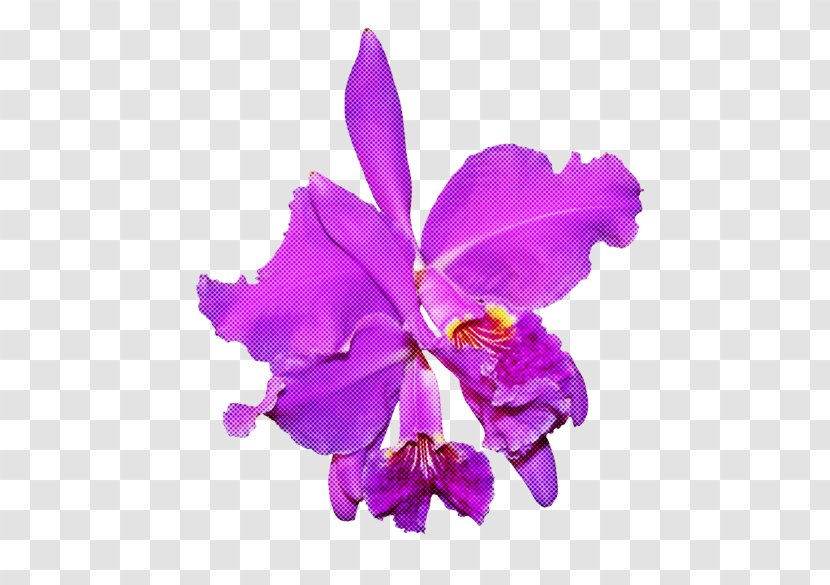 Flower Cattleya Labiata Violet Purple Plant - Cut Flowers - Christmas Orchid Transparent PNG