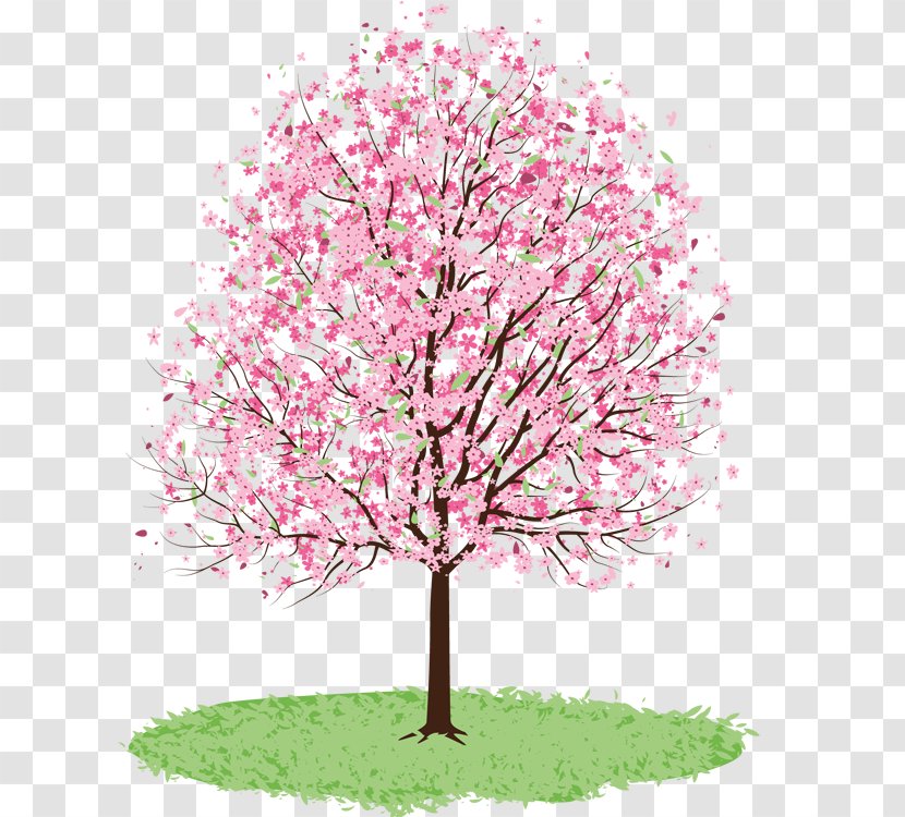 Cherry Blossom Drawing Tree Watercolor Painting - Flowering Plant Transparent PNG