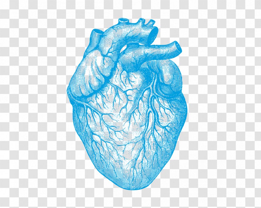 Heart Illustration Drawing Image Human Body - Tree Transparent PNG