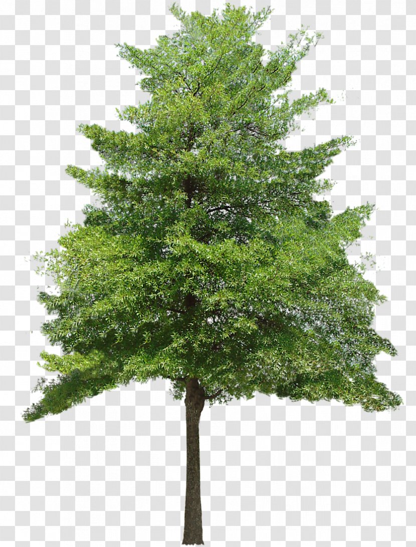 Tree Texture Mapping 3D Computer Graphics Clip Art - Conifer - Free Download Vector Transparent PNG