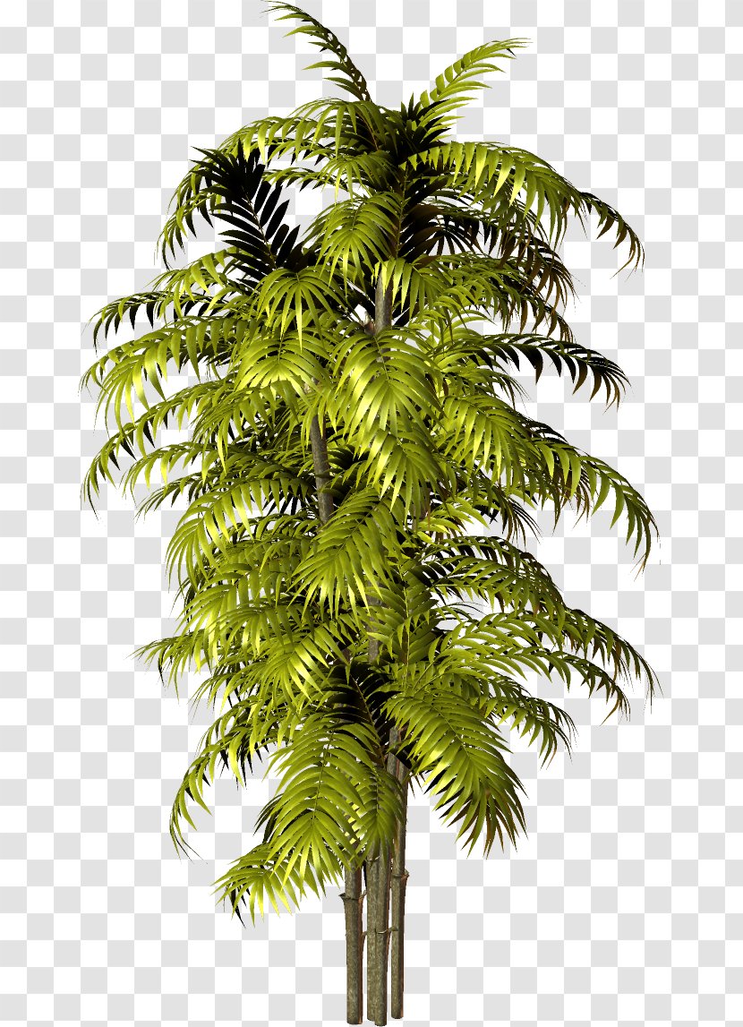 Asian Palmyra Palm Babassu Arecaceae Clip Art - Tree Transparent PNG