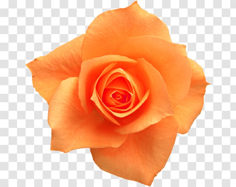 Rose Yellow Flower Clip Art - Orange Roses Transparent PNG