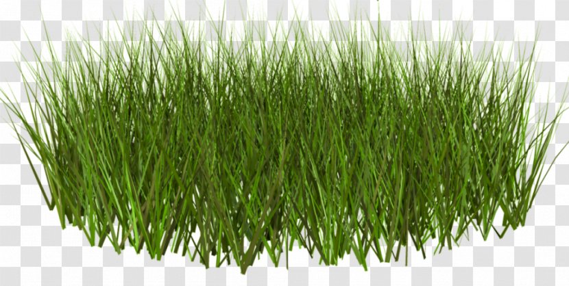 Lawn Grass Weed Clip Art - Grasses - Pasture Clipart Transparent PNG