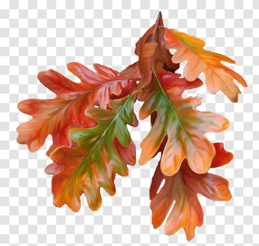 Autumn Leaf Color Maple - Paper Transparent PNG